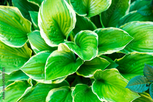 Green leaves hosta photographed in the garden