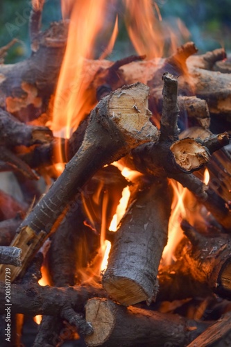 fire wood nature