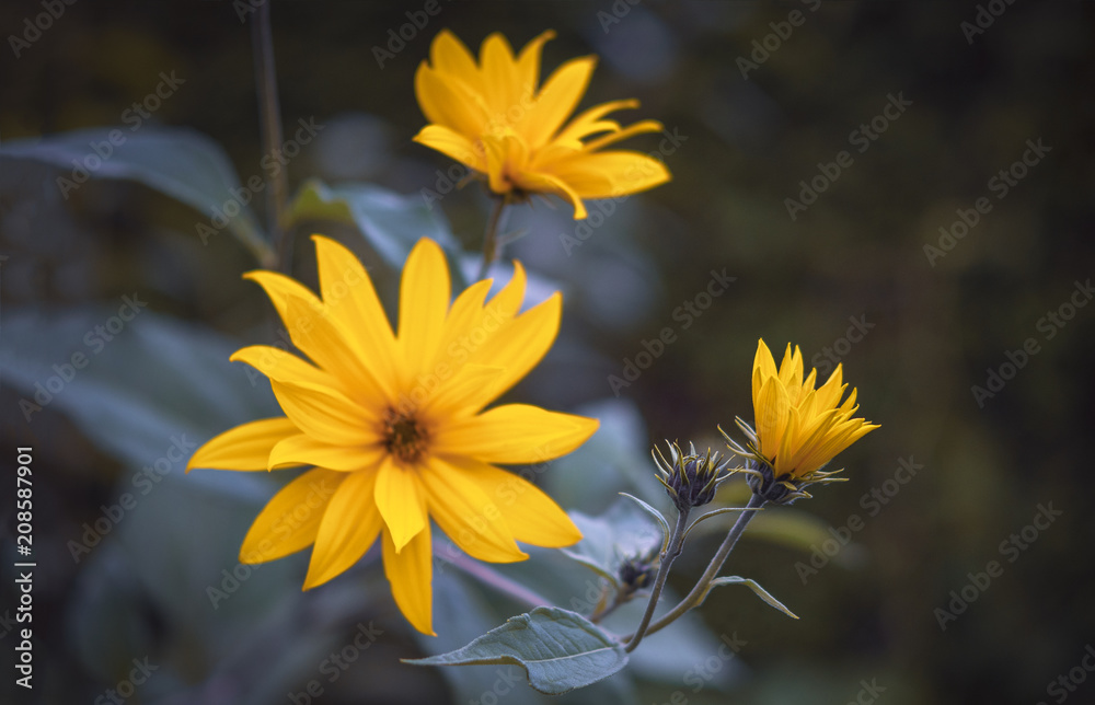 Obraz premium Gelbe Blumen, Sonnenblumen, neutral - Yellow flowers, sunflower