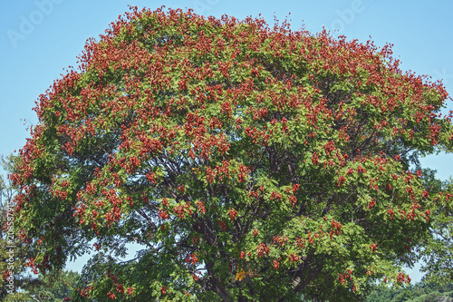 Goldenrain tree (Koelreuteria paniculata). Known as Pride of India, China tree and Varnish tree also. photo