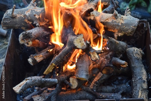 fire wood nature