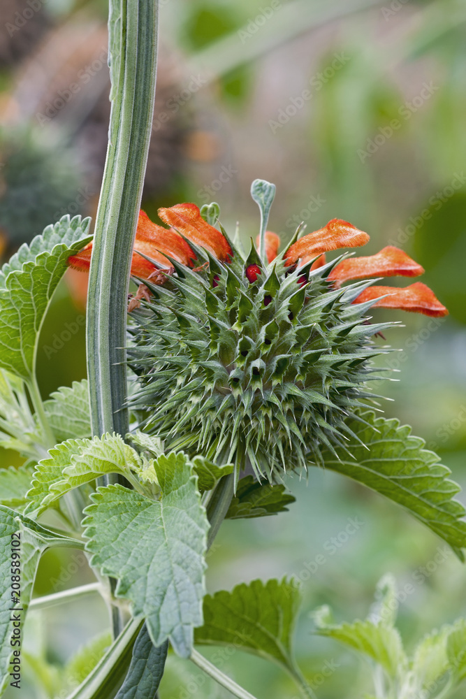 Lion's tail (Leonotis leonurus). Known also as Wild dagga. Stock Photo