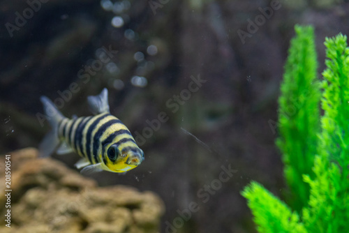 A banded Leporinus against a background of bogwood and plants photo
