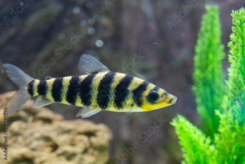 A banded Leporinus against a background of bogwood and plants photo
