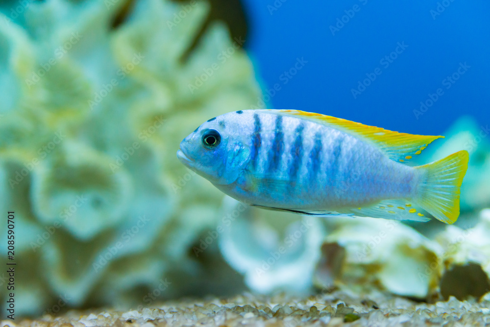 aquarium fish pseudotropheus zebra aquarium fish pseudotropheus zebra