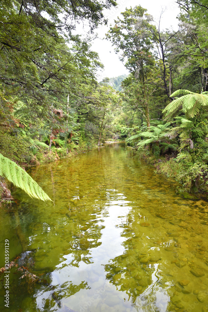 torrent river im regenwald