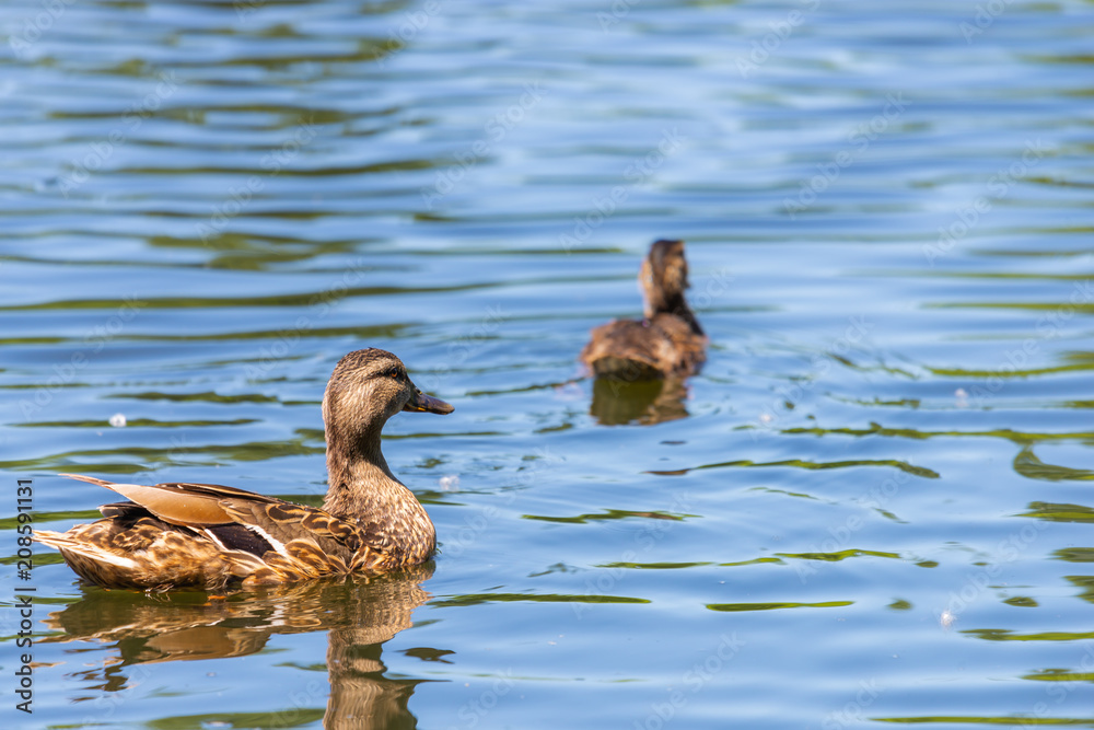 Wild duck or Anas platyrhynchos swimming in the water of lake. Wild duck or Anas platyrhynchos swimming in the water of lake.