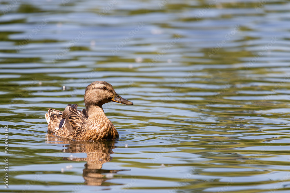 Wild duck or Anas platyrhynchos swimming in the water of lake. Wild duck or Anas platyrhynchos swimming in the water of lake.