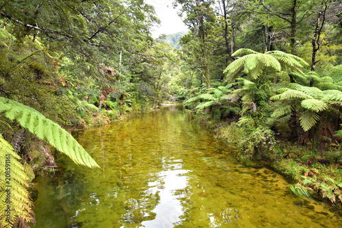 Billede på lærred torrent river im regenwald