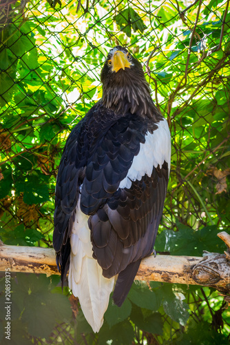 Portrait of a white headed bald eagle or haliaeetus leucocephalus