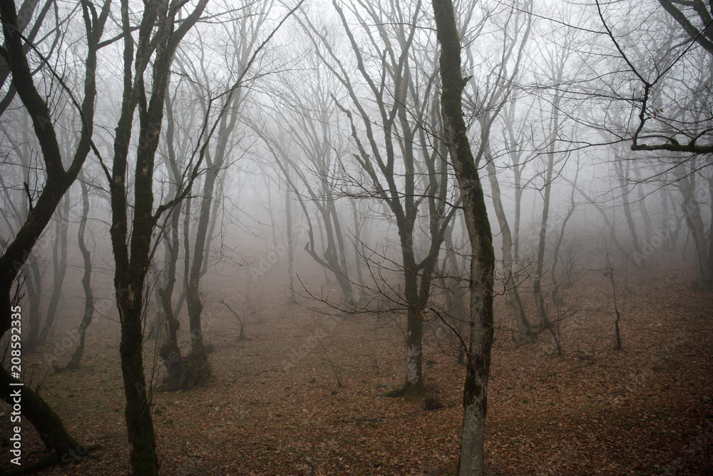 Landscape with beautiful fog in forest on hill or Trail through a mysterious winter forest with autumn leaves on the ground. Road through a winter forest. Magical atmosphere. Azerbaijan Landscape with beautiful fog in forest on hill or Trail through a mysterious winter forest with autumn leaves on the ground. Road through a winter forest. Magical atmosphere. Azerbaijan