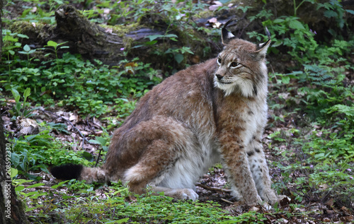 Luchs im Harz 