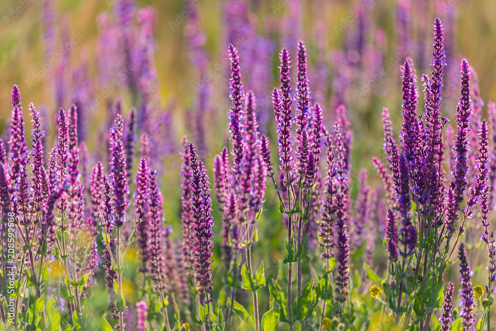 Summer flowerbed of beautiful blooming vivid purple woodland sage flower or Salvia nemorosa on blurred background