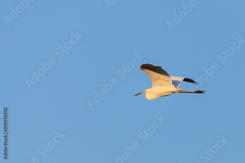 Great egret or Ardea alba, flying on the sky photo