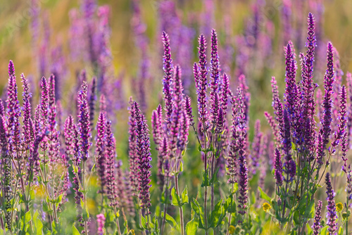 Obraz na płótnie Summer flowerbed of beautiful blooming vivid purple woodland sage flower or Salvia nemorosa on blurred background w salonie