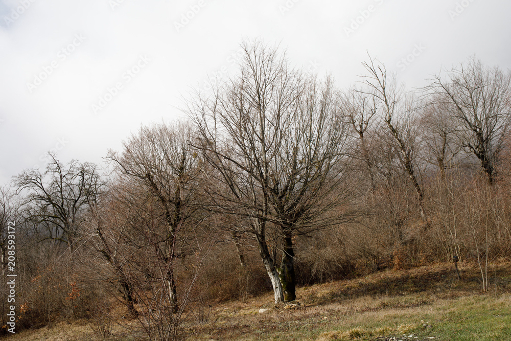 Landscape with beautiful fog in forest on hill or Trail through a mysterious winter forest with autumn leaves on the ground. Road through a winter forest. Magical atmosphere. Azerbaijan Landscape with beautiful fog in forest on hill or Trail through a mysterious winter forest with autumn leaves on the ground. Road through a winter forest. Magical atmosphere. Azerbaijan