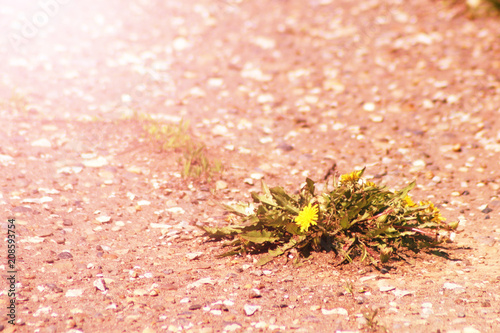 Spring meadow with yellow flowers - dandelion Taraxacum . Located within the grass. multiple and single flowers. photo