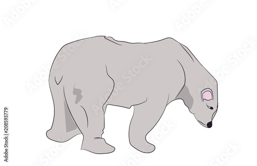 white bear stands  vector