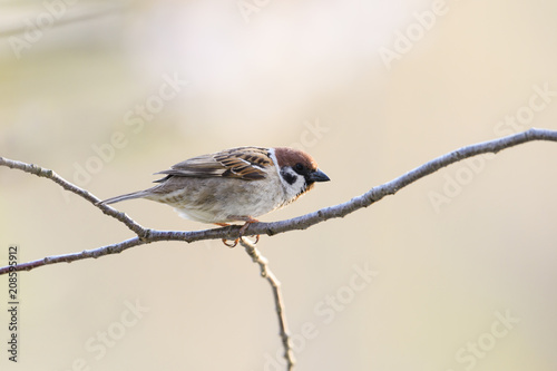 スズメ(Eurasian Tree Sparrow) photo