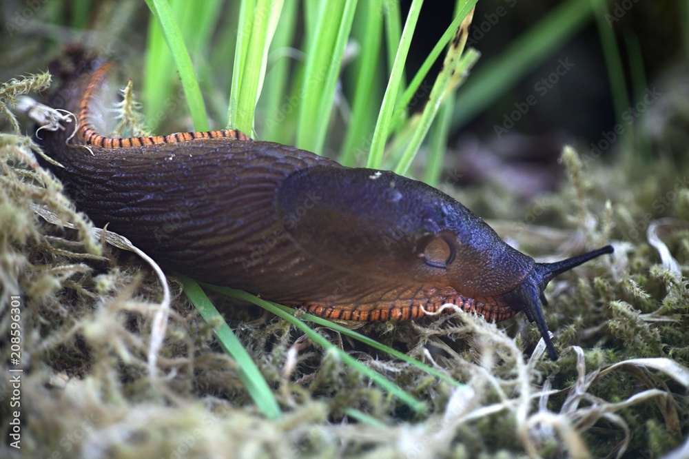 Spanish slug, Arion vulgaris, highly invasive pest Spanish slug, Arion vulgaris, highly invasive pest