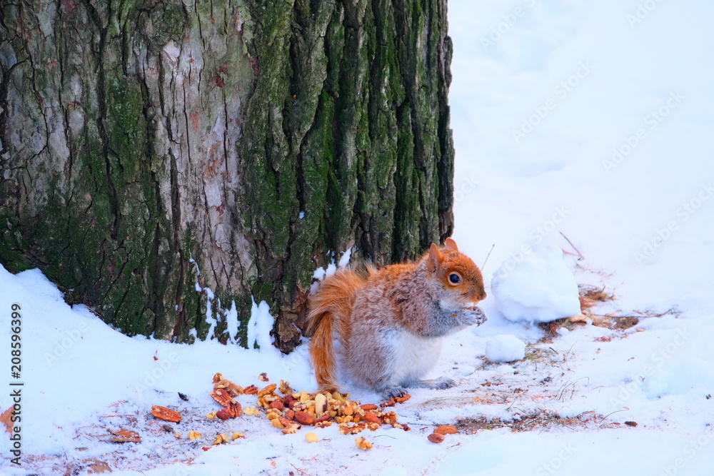Squirrel in New York Central Park in winter