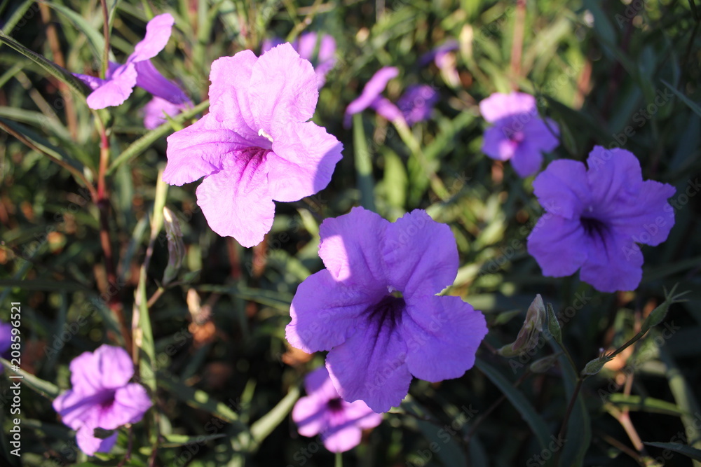 flowers