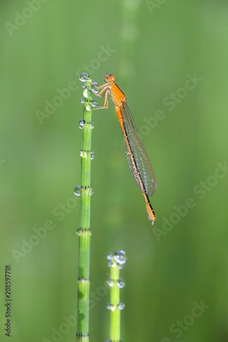 Scarce blue-tailed damselfly, Ischnura pumilio
