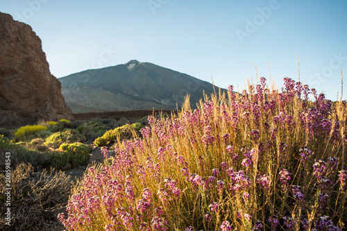 Volcano landscape at El Teide in Tenerife photo