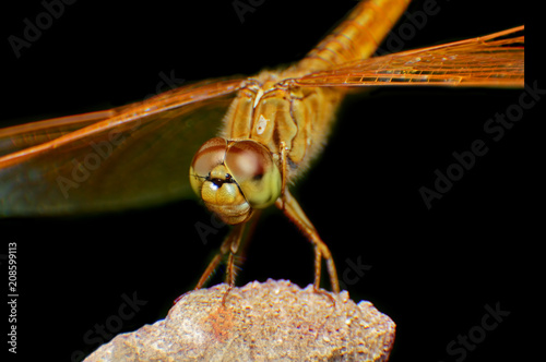 Extreme macro shot eye of Orange dragonfly in wild. Close up detail of eye dragonfly is very small. Dragonfly on yellow leave. Selective focus.