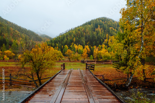 Mountains with colorful autumn forest at overcast. Beautiful landscape in autumn.