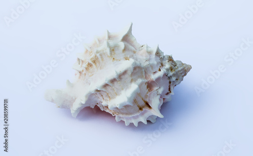 Shell on white background