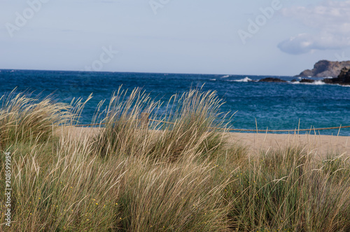 Photograph of a Menorca beach with plants in front of the sea.