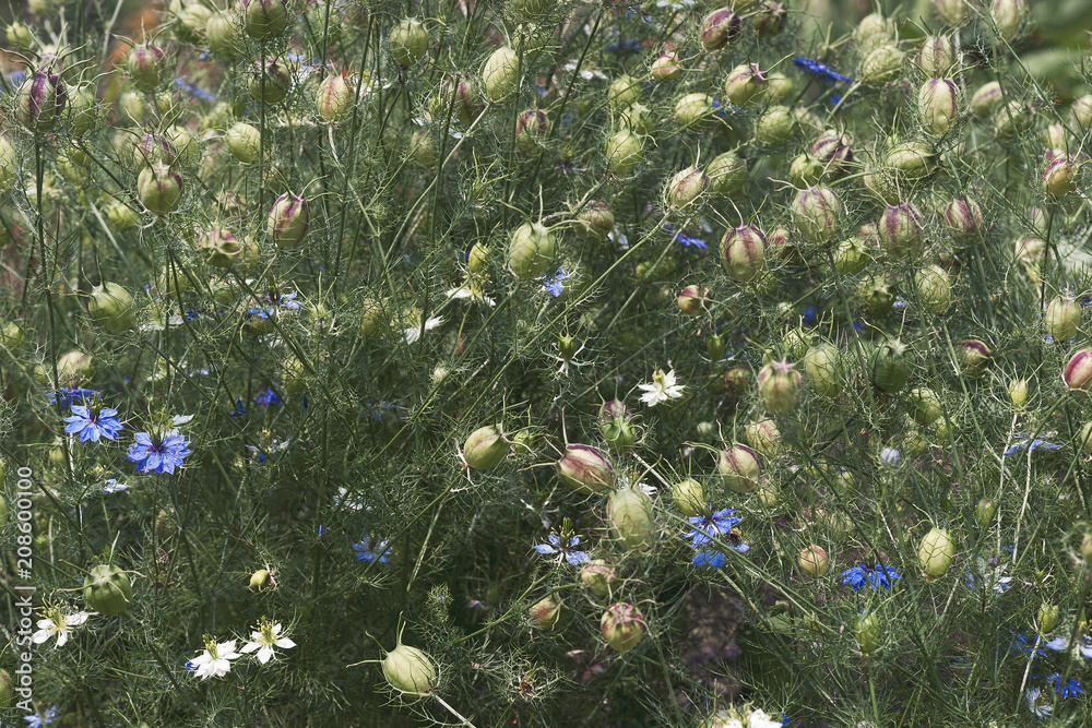 Fototapeta premium Love-in-a-mist (Nigella damascena). Known as Ragged lady and Devil in the bush also.