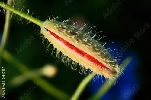 Fototapeta Naklejka Na Ścianę i Meble -  Pąk maku polnego