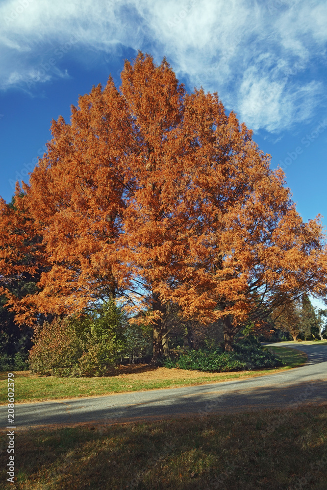 National Dawn redwood (Metasequoia glyptostroboides National).