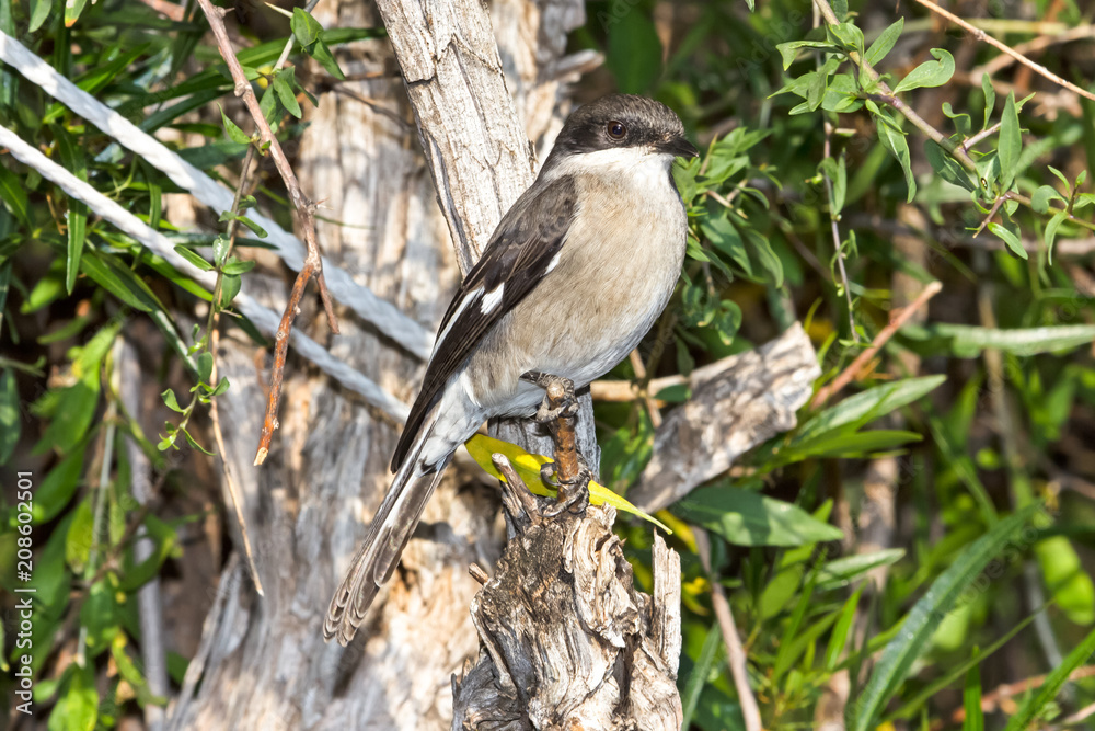 Fototapeta premium Fiscal Flycatcher perched on twig