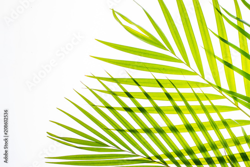 Real palm leaves Green tropical on white background. backlit flat lay