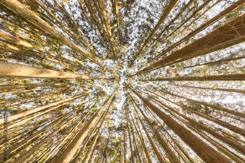 Obraz sosnowy las w słoneczny dzień, widok z dołu ku wierzchołkom