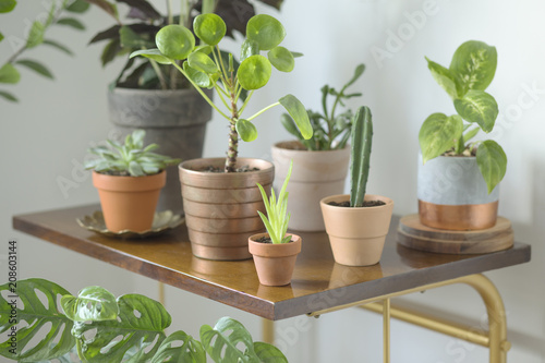 The modern room filled a lot of plants in red clay pots. Stylish composition of the shelf.