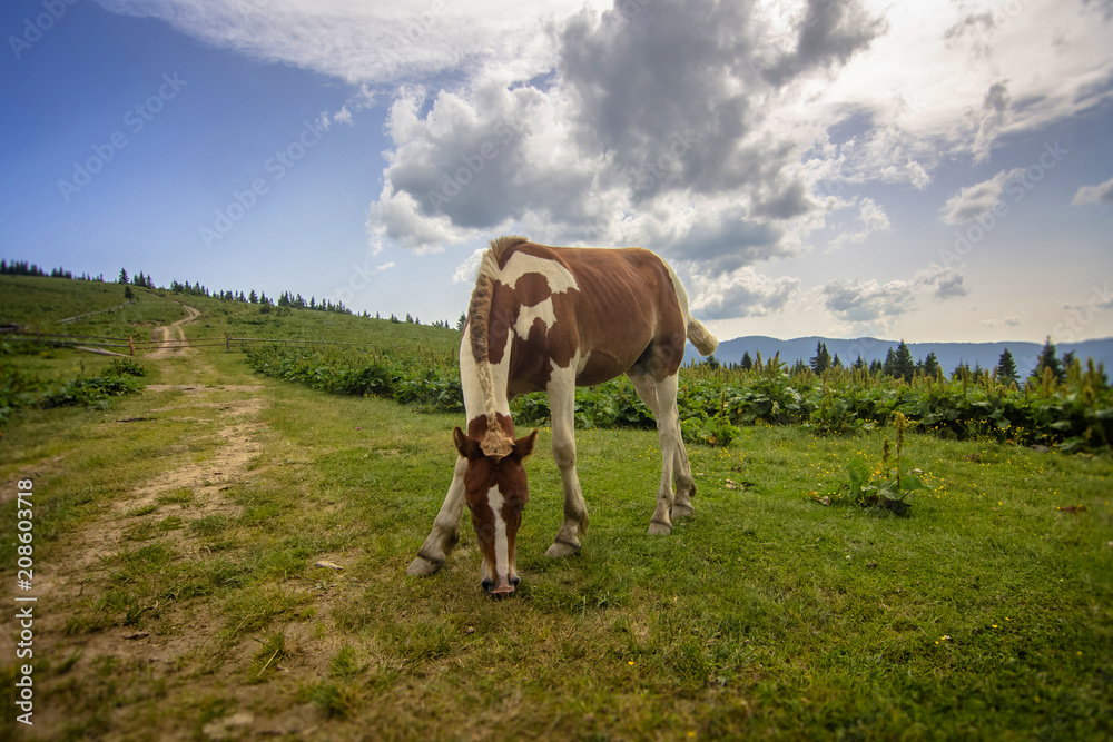 Horses graze in the Polonin in the Carpathian mountains. Ukraine.