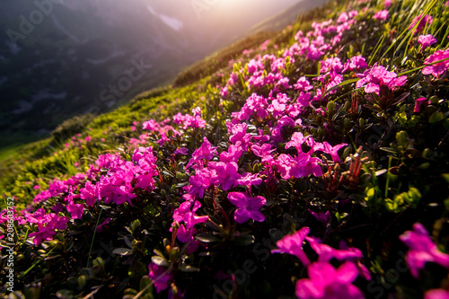 Beauty rhododendron in high mountains. Carpathians. Ukraine.