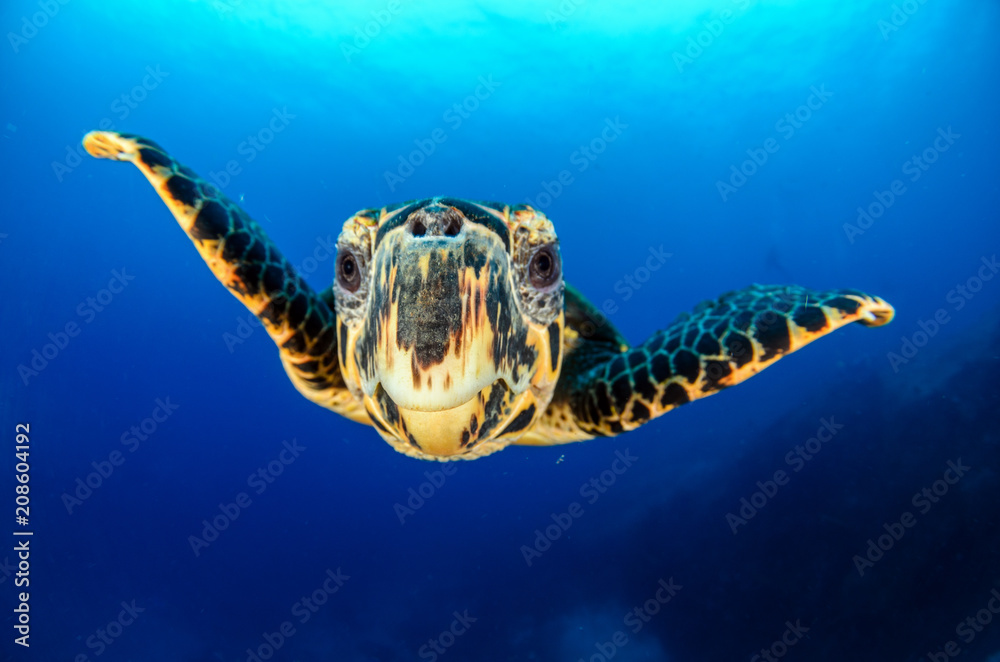 Obraz premium Hawksbill sea turtle (eretmochelys imbricata)
