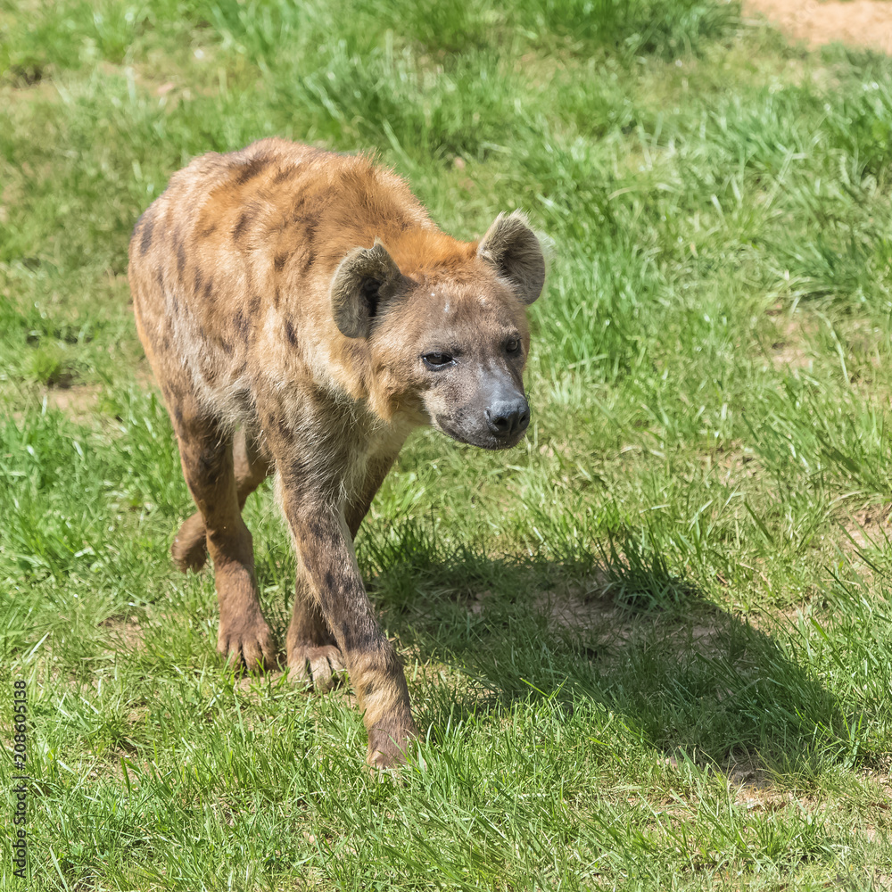 spotted hyena, wild animal walking on the grass 
