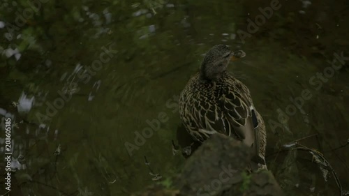 Slow motion footage of a duck in the water shot on a panasonic gh4 , lumix 12-35mm lens f:2.8 photo