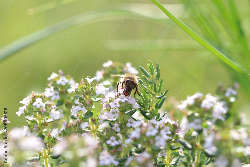 Biene auf Blume bei Bestäubung