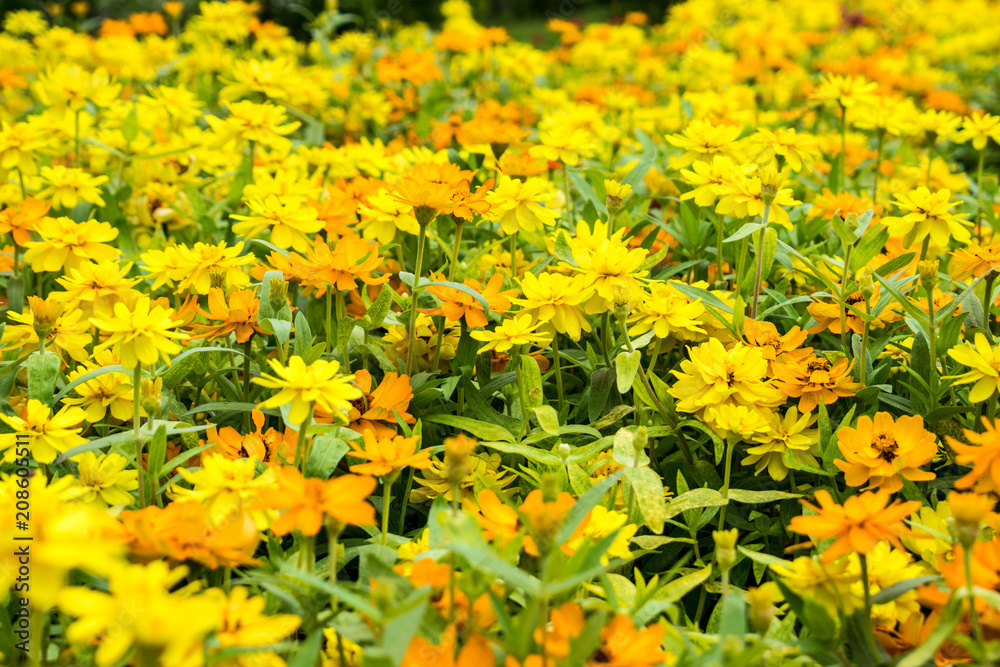 Beautiful yellow flowers Planted in the garden. Beautiful yellow flowers Planted in the garden.
