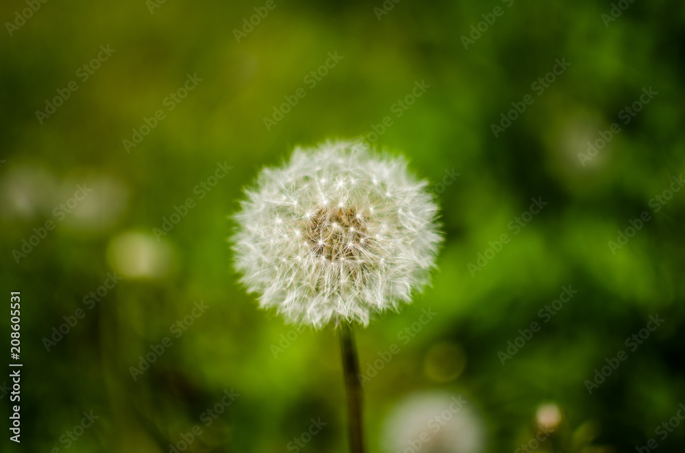 Dandelion growing in the garden. Dandelion with a dark blurred background. Closeup of a dandelion Dandelion growing in the garden. Dandelion with a dark blurred background. Closeup of a dandelion