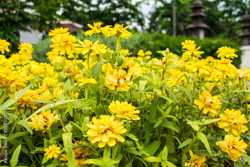 Beautiful yellow flowers Planted in the garden. Beautiful yellow flowers Planted in the garden.