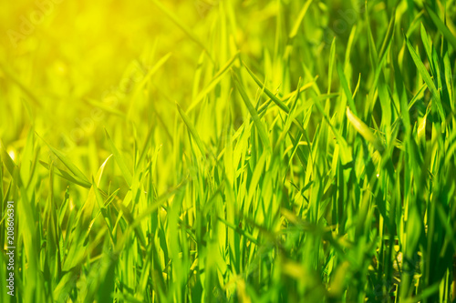closeup green grass in a sunlight