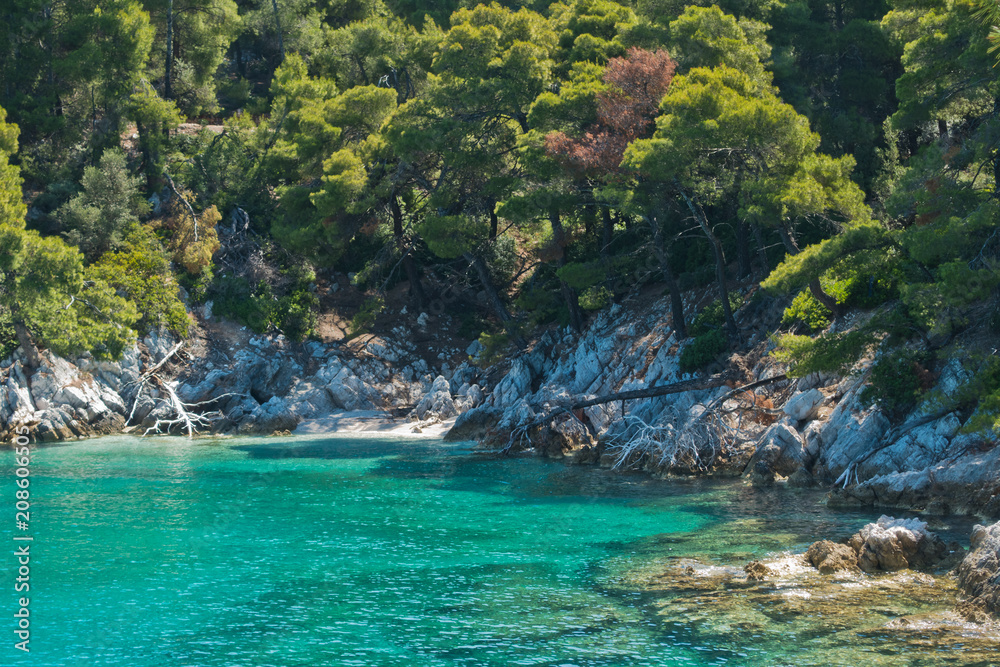 Hidden beach surrounded with pine trees and crystal clear turquoise water  near Cape Amarandos at Skopelos island, Greece Stock Photo | Adobe Stock
